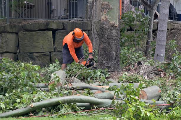 Best Tree Maintenance Programs  in Dry Ridge, OH